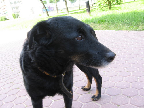 Misia