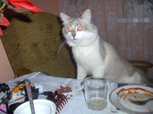 :D Mj kotek lubi Je :D