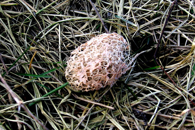 Co