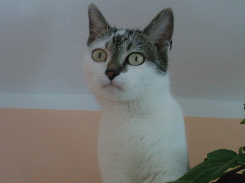 ZUZIA