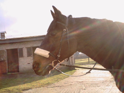 Karambi x)