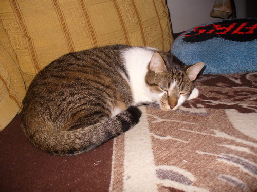 Kicius :D