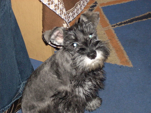 lenka mj new dog