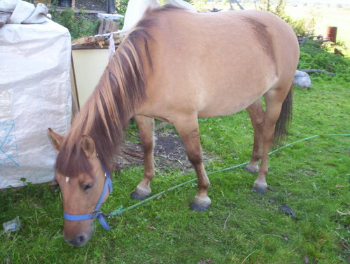 Doczka
