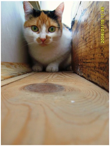 Puszystaa:* KikA mOjA;)