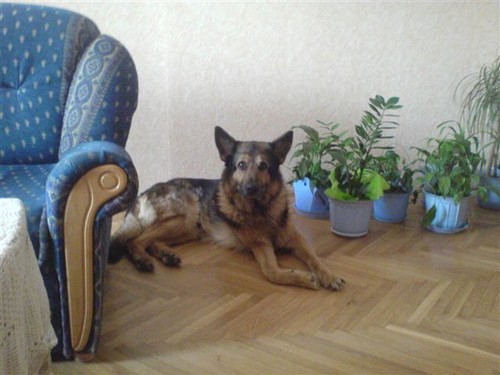 yyyyyyy....Piesek :*
