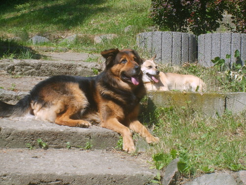 Pieski