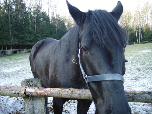 Horunio