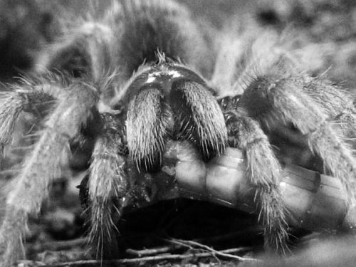 Grammostola rosea