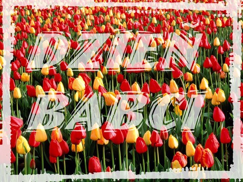 Dzie Babci