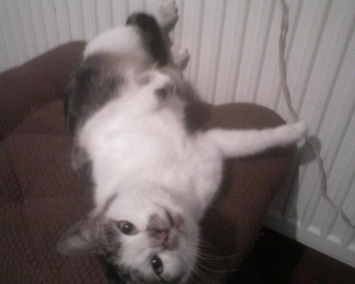 My sweet (little) cat ;-)