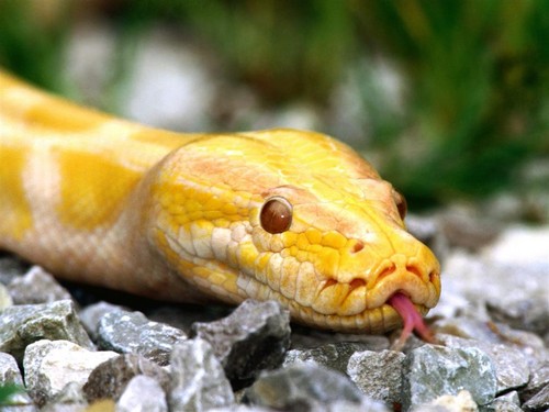 Snake