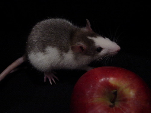Sara und der Apfel