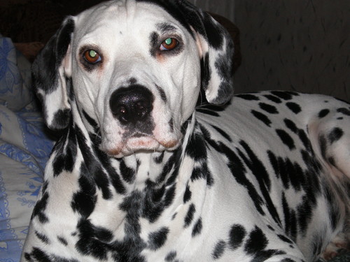 Daisy