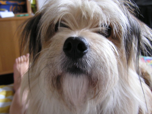 Terry