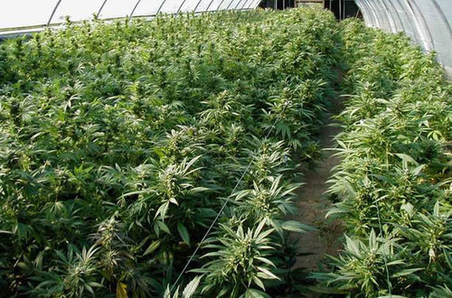 smoke my Ganja xP