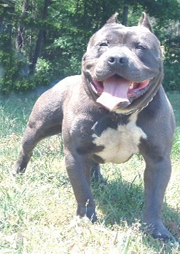 PITBULL