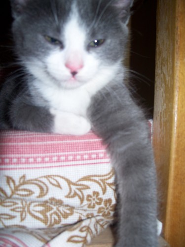 kicio ;))