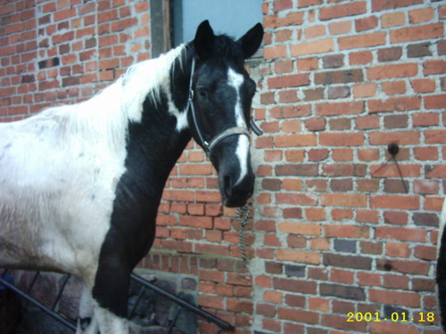 KoniK