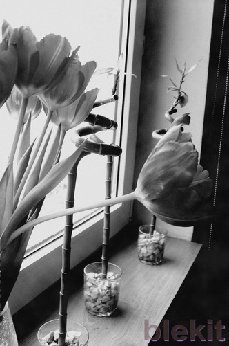 Tulipanki :)