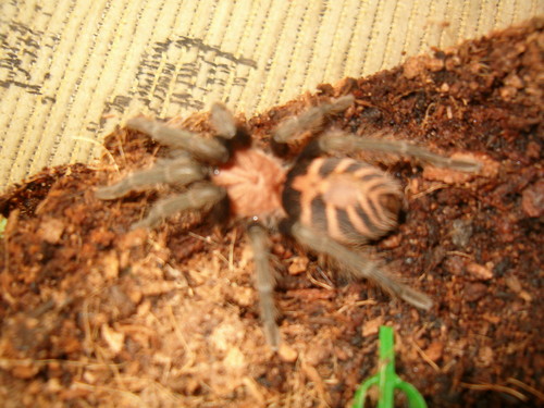 C. Fasciatum