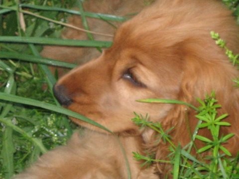 My DoG