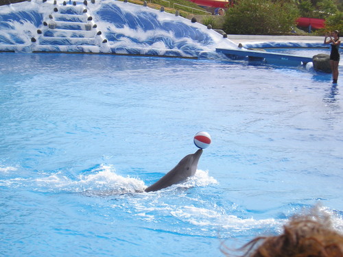 delfinek