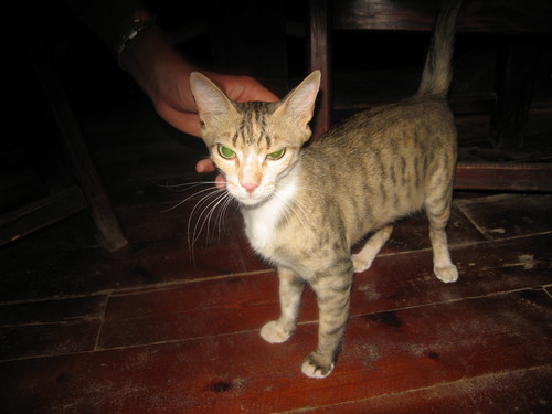 Kiciu