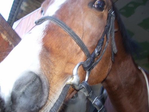 Nevaderoo xP