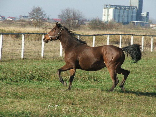 Chody konia