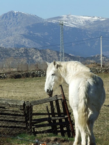 konik ;)