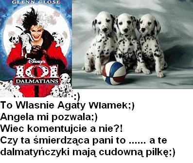   pieski 