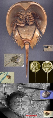 Limulus polyphemus