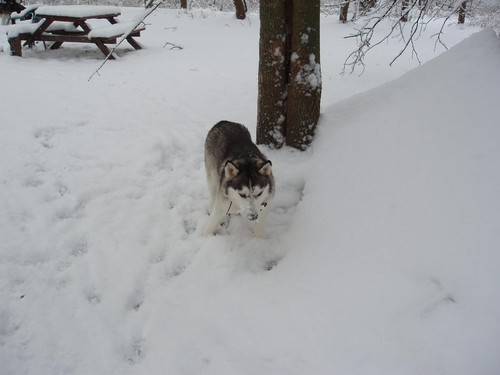 Snow and Dragon