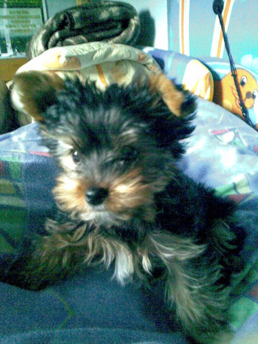 Mj pupilek
