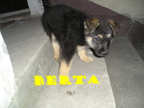 Berta