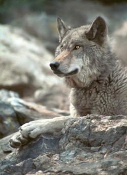 I love wolfs