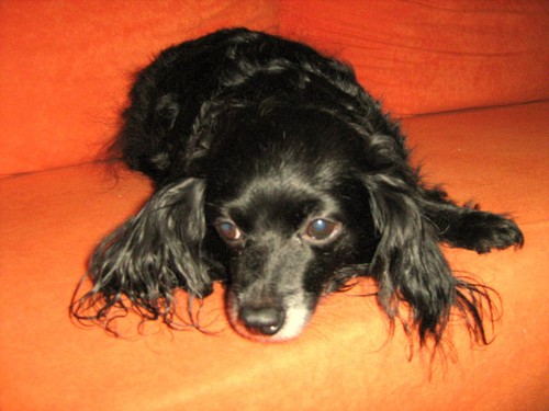 Ciapcia