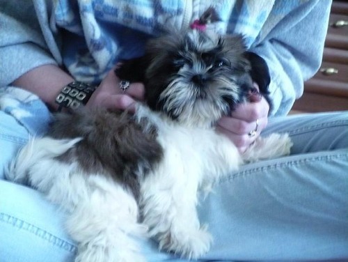 Daisy