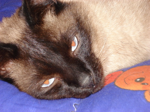 kOCiak:*::*