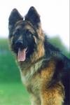 Cezar
