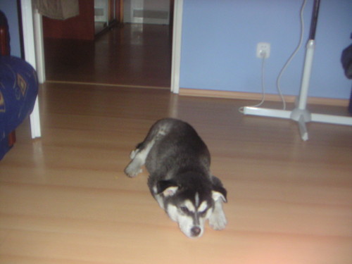 pies husky