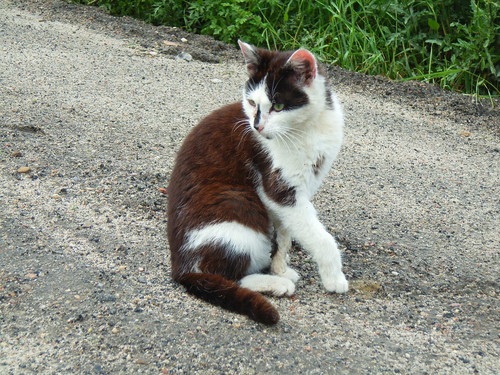 [11] Cat