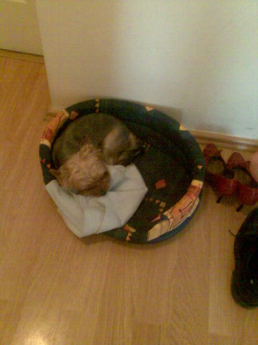 Polly =***