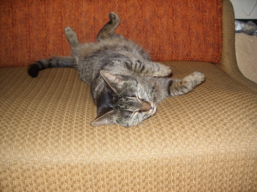 maja