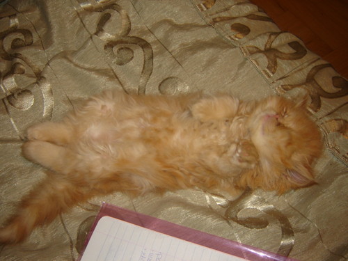 kiciu:D:D:D