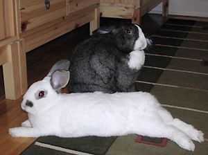 Lidka i Niko :)