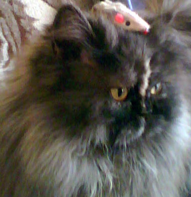 Kicia [MP4]