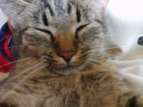 kotek