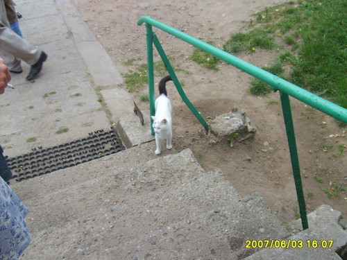 kotek